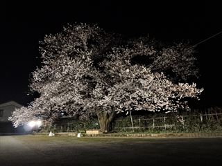 特養_夜桜木全体1_R.jpg